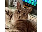 Adopt Ce Ce a Spotted Tabby/Leopard Spotted Domestic Shorthair cat in Modesto