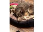 Adopt Babar a Brown/Chocolate Siberian Husky dog in Oak Bluffs, MA (33727482)