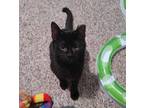 Adopt Truffle a All Black Domestic Shorthair / Domestic Shorthair / Mixed cat in