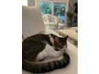 Adopt Cooper a Calico or Dilute Calico Domestic Shorthair / Mixed cat in