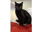 Adopt McCoy a All Black Domestic Shorthair / Domestic Shorthair / Mixed cat in