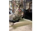 Adopt Lily and Lionel a Gray or Blue (Mostly) American Shorthair / Mixed cat in