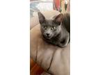 Adopt Sylvester a Gray, Blue or Silver Tabby Domestic Shorthair (short coat) cat