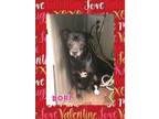Adopt Dori a Black Rat Terrier / Mixed Breed (Medium) / Mixed dog in Florence