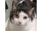 Adopt Cobey a White Domestic Shorthair / Domestic Shorthair / Mixed cat in