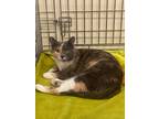 Adopt Aurora a Calico or Dilute Calico Domestic Shorthair (short coat) cat in