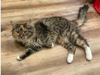 Adopt Sushi a Domestic Mediumhair / Mixed (short coat) cat in Lawrenceville