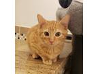 Adopt Cork Allis a Orange or Red Tabby Domestic Shorthair / Mixed cat in