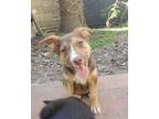Adopt Tootsie (Candy Litter) A Brown/Chocolate - With White Husky / Shepherd