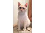 Adopt Lopez a Cream or Ivory (Mostly) Domestic Shorthair / Mixed (short coat)