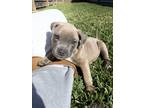 Adopt Banner cyan pup a Gray/Silver/Salt & Pepper - with White Pit Bull Terrier