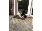 Adopt Dewey a Tricolor (Tan/Brown & Black & White) Corgi / Mixed dog in Henrico