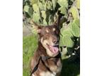Adopt Kylo a Brown/Chocolate German Shepherd Dog dog in Pleasant Hill