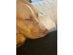 Adopt Alice a Red/Golden/Orange/Chestnut - with White American Pit Bull Terrier