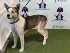 Adopt *MARGARITA a Tricolor (Tan/Brown & Black & White) Husky / Mixed dog in