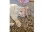 Adopt Mac a Orange or Red Tabby Domestic Shorthair (short coat) cat in