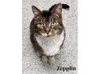 Adopt Zepplin a All Black Domestic Shorthair / Domestic Shorthair / Mixed cat in
