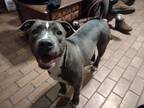 Adopt Stella a White - with Gray or Silver Boxer / Mixed dog in Niagara Falls