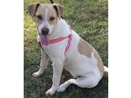 Adopt Paisley a White - with Tan, Yellow or Fawn Pointer / Mixed dog in Niagara