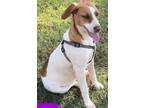 Adopt Maizie a White - with Brown or Chocolate Pointer / Mixed dog in Niagara