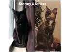 Adopt Stormi a All Black Domestic Shorthair (short coat) cat in Lexington