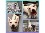 Adopt Rosalie a American Staffordshire Terrier / Mixed dog in Warsaw