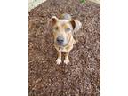 Adopt Leonard a American Pit Bull Terrier / Hound (Unknown Type) / Mixed dog in