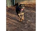 Adopt Persephone a American Staffordshire Terrier / Rottweiler / Mixed dog in