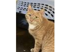 Adopt Lady Marmalade a Orange or Red Tabby Domestic Shorthair (short coat) cat