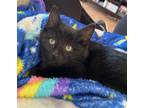 Adopt Elsa a Black (Mostly) Domestic Shorthair (short coat) cat in Great Mills