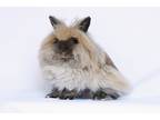 Adopt Zoe A Lionhead / Mixed (short Coat) Rabbit In Scotts Valley, CA (33729709)