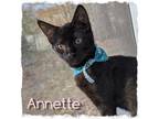 Adopt Annette a All Black Domestic Shorthair (short coat) cat in Great Mills