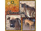 Adopt Clementine a Carolina Dog / Black Mouth Cur / Mixed dog in El Dorado