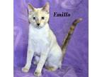 Adopt Emilla a Domestic Shorthair / Mixed cat in Hot Springs Village