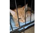 Adopt 49461474 a Orange or Red Domestic Shorthair / Domestic Shorthair / Mixed