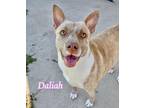 Adopt Daliah a Cattle Dog / Mixed dog in Ocala, FL (33729594)