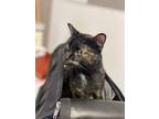 Adopt Snookie a Tortoiseshell Domestic Shorthair / Mixed (short coat) cat in