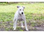 Adopt Stip a Jack Russell Terrier / Mixed dog in Sebastian, FL (33729579)