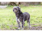 Adopt Oreo a Schnauzer (Standard) / Affenpinscher / Mixed dog in Sebastian