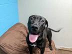 Adopt Beauty a Black Labrador Retriever / Mixed dog in Florence, AL (33729498)