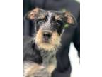 Adopt Oreo a Terrier (Unknown Type, Small) / Mixed dog in Grove, OK (33729625)