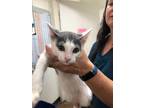 Adopt Meme a Domestic Shorthair / Mixed (short coat) cat in Chico, CA (33728769)