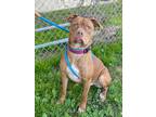 Adopt Boomer a American Pit Bull Terrier / Mixed dog in Chico, CA (33728761)