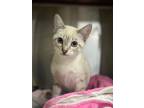 Adopt Asia a Siamese / Mixed (short coat) cat in Chico, CA (33728760)