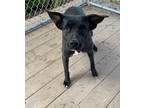 Adopt Paisley a Australian Cattle Dog / Mixed dog in Greeneville, TN (33728756)