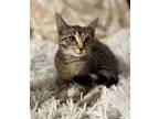 Adopt Oatmeal MS a Brown Tabby Domestic Shorthair / Mixed cat in Lyman