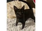 Adopt Scone MS a All Black Domestic Shorthair / Mixed cat in Lyman