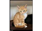 Adopt Mai Tai a Domestic Shorthair / Mixed (short coat) cat in Chino Valley