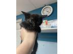 Adopt Audrey a Domestic Shorthair / Mixed (short coat) cat in Vineland