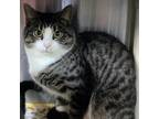Adopt Bobby Jack a Domestic Shorthair / Mixed cat in Rocky Mount, VA (33728613)